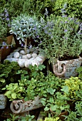 Various culinary herbs in a garden