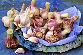Dish of fresh garlic bulbs