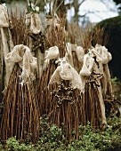 Willow stems over plants to protect them