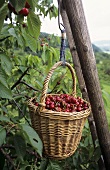 A basket of freshly picked cherries hanging on a ladder
