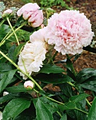 Peonies