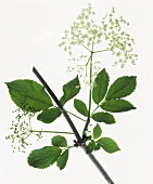 Elderberry branch with flowers and unripe berries