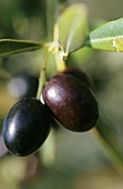 Fresh olives on branch