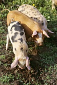 Three pigs looking for truffles (South Tyrol)