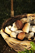 A basket of porcini mushrooms