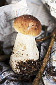 A freshly picked porcini mushroom