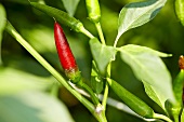 'Little Red Devil' organic chilli pepper
