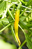 'Turuncu Spiral' organic chilli pepper
