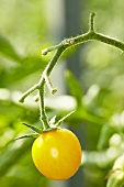 'Cerise yellow' organic tomatoes