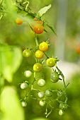 'Yellow currant' oragnic wild tomatoes