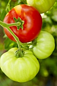 Bio-Tomaten der Sorte 'Hirtentomate'