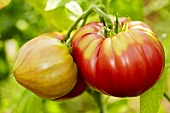 Bio-Tomaten der Sorte 'Olena Ukrainian'