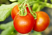 'Ruthje' organic tomato