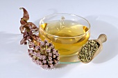 Common butterbur tea (petasites hybridus)