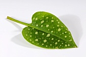 A lungwort leaf (pulmonaria officinalis)