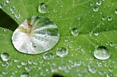 A wet lady's mantle leaf (close-up)