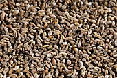 Parsley seeds (macro zoom)