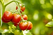 'Ruthje' organic tomatoes