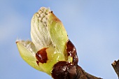 Rosskastanien-Knospe (Aesculus hippocastanum)