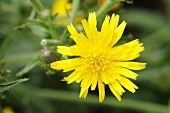 Common picris (Picris hieracioides)