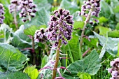 Common butterbur (Petasites hybridus, Syn. Petasites officinalis)