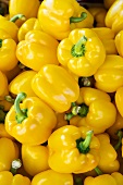 Lots of yellow peppers