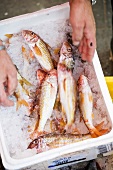 Fresh red mullet in a polystyrene container at a market