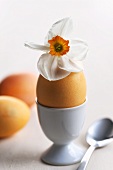 A breakfast egg with a narcissus flower