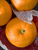 Bitter oranges