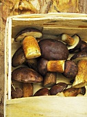 Fresh bay bolete mushrooms in a crate