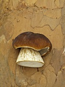 A porcini mushroom on a piece of bark