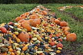 A pile of various pumpkins