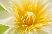 A white and yellow lotus flower