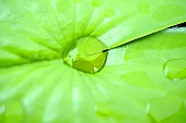 Waterdrops on a lotus leaf