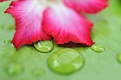 Waterdrops on a lotus flower and a leaf
