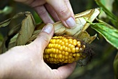 A corn cob being inspected