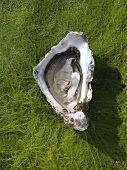 An oyster on algae (seen from above)