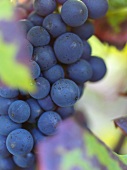 Red wine grapes (pinot noir)