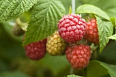 Raspberries on the bush (close-up)