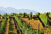 A vineyard in Asia