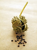 A thorn apple with seeds
