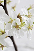 A cherry blossom sprig (cropped)