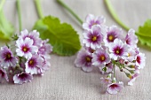 Lilac primroses