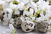 Cherry blossom with quails' eggs