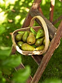 A basket with pears on a ladder