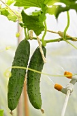 Cucumbers on a plant being sprayed with water