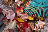 Autumnal leaves and a rake