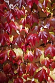 Wild vines growing on a house wall (macro zoom)