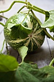 A green and white striped squash with its plant