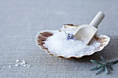 Sea salt in a scallop shell with a wooden scoop and lavender
